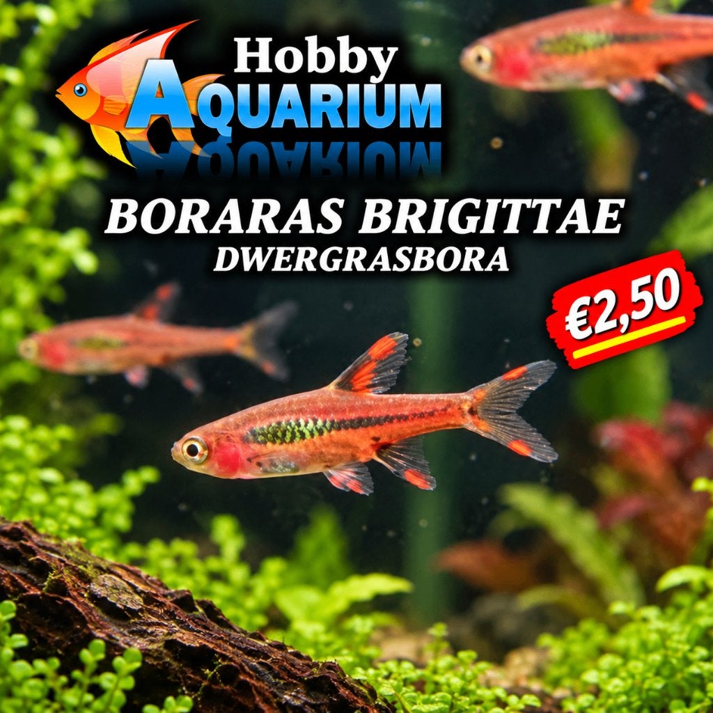 We hebben weer Boraras Brigittae/Dwergrasbora/chillirasbora, Dieren en Toebehoren, Vis, Zoetwatervis, Schoolvis