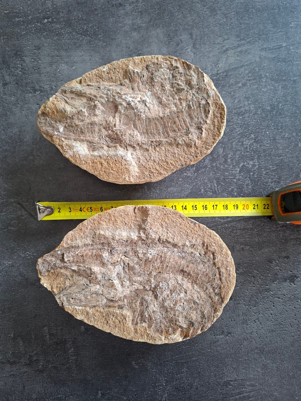 Fossiele vis in matrix en counter-matrix (18 cm), Ophalen