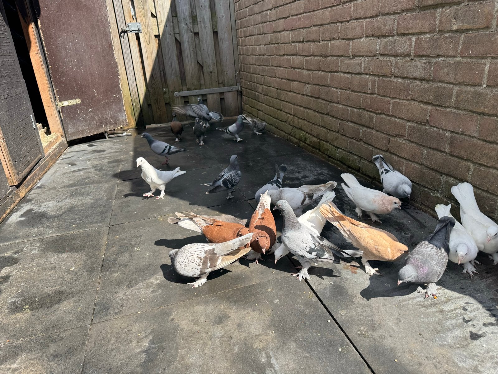 Takla duiven, Dieren en Toebehoren, Meerdere dieren