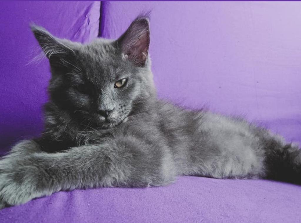 Maine Coon kittens inclusief stamboom, Dieren en Toebehoren, Katten en Kittens | Raskatten | Langhaar, Meerdere dieren, Met stamboom