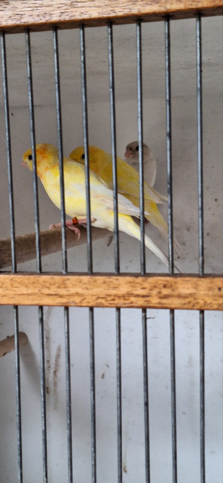 kanaries mannen, Dieren en Toebehoren, Vogels | Kanaries, Mannelijk, Kleurkanarie