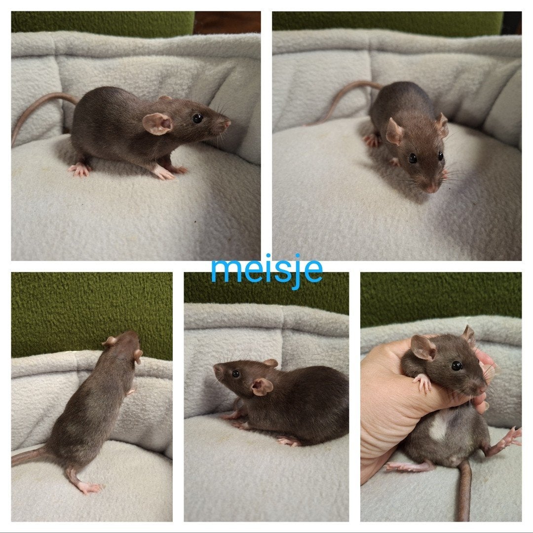 6 lieve tamme rittens, Dieren en Toebehoren, Knaagdieren, Rat, Mei, Meerdere dieren, Tam