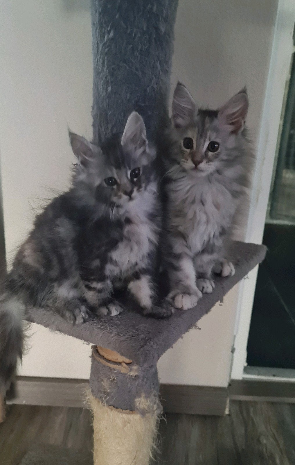 Maine Coon kitten, Dieren en Toebehoren, Katten en Kittens | Raskatten | Langhaar, Poes, Gechipt, 0 tot 2 jaar