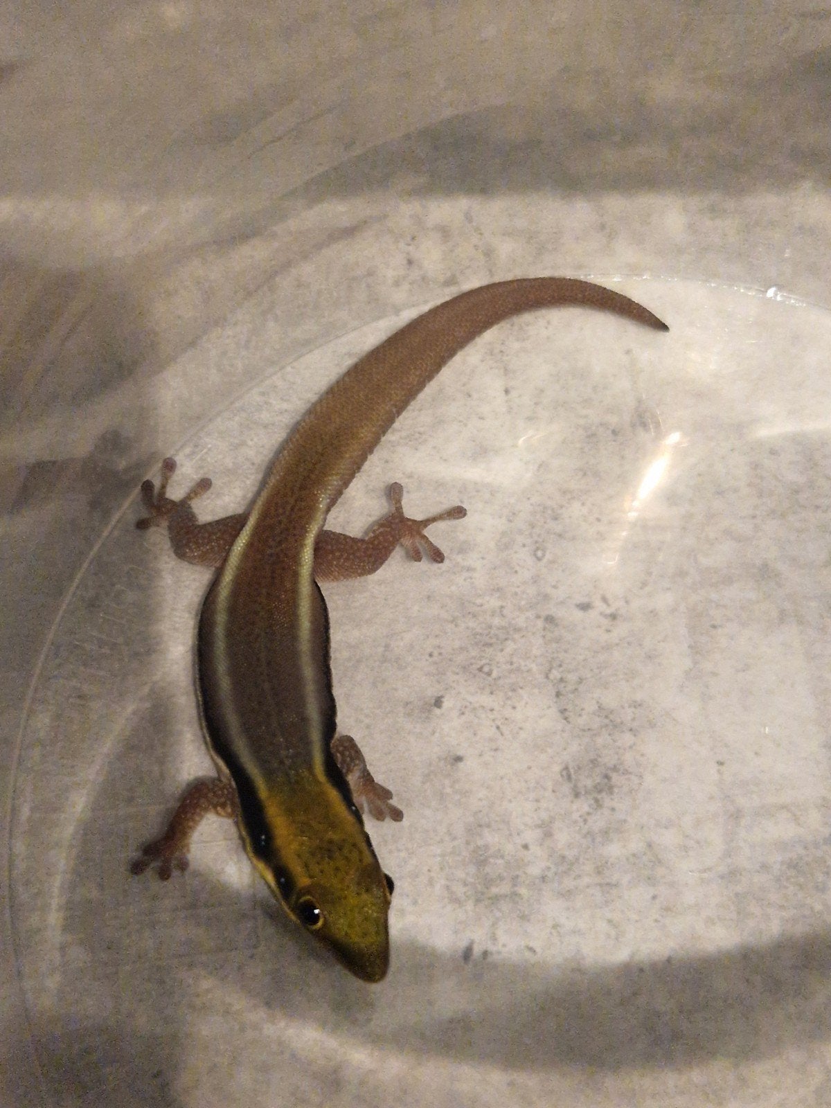 phelsuma klemmeri, Hagedis, 0 tot 2 jaar