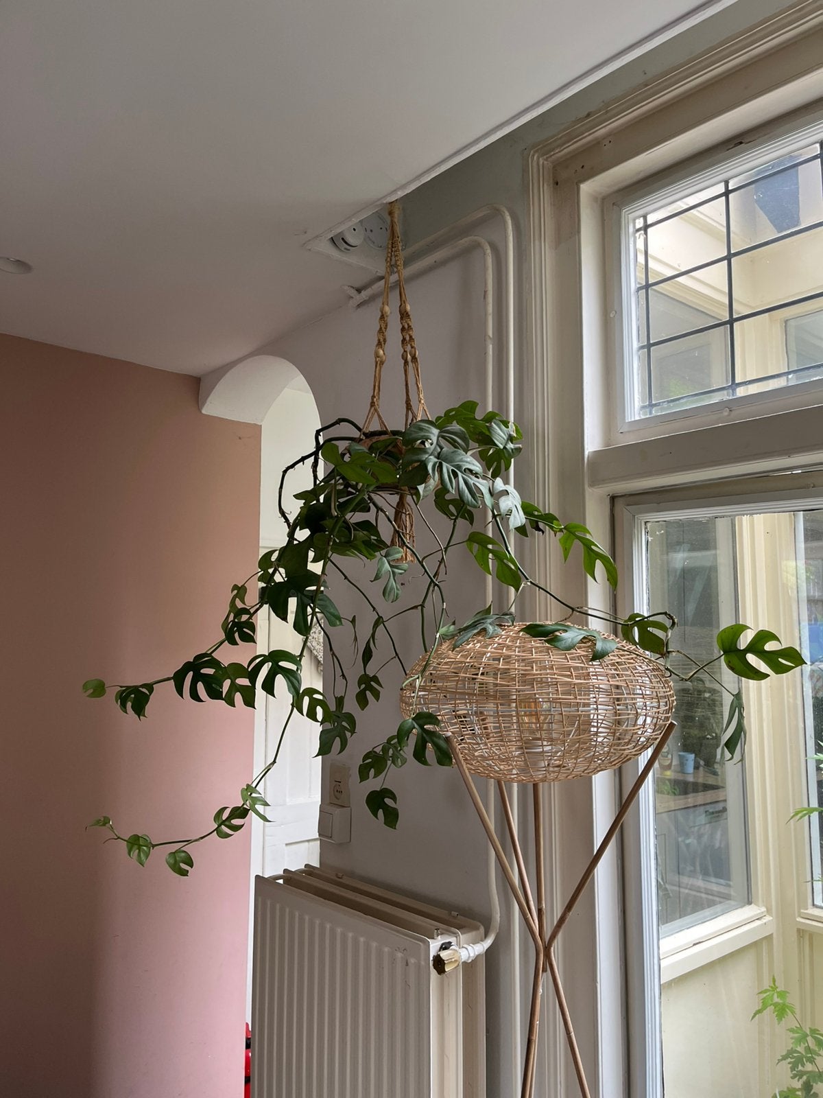 Rhaphidophora Tetrasperma, incl hang pot (Monstera Minima), Huis en Inrichting, Kamerplanten, Ophalen of Verzenden, Halfschaduw