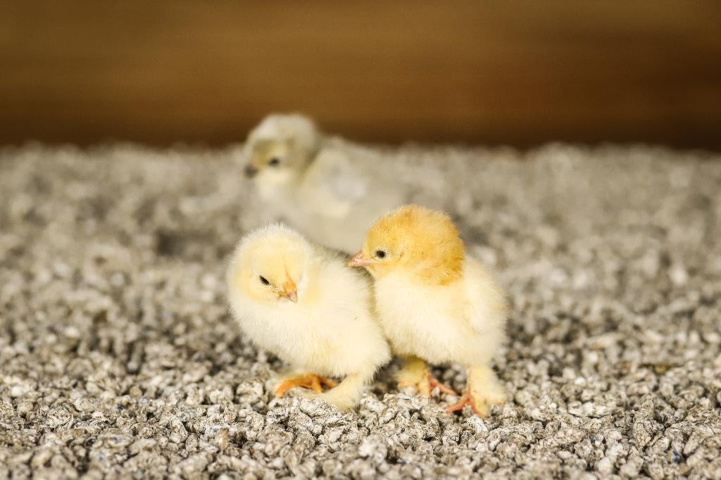 Brahma groot kippen kuikens | Gesekst en Ingeënt, Vrouwelijk, Kip