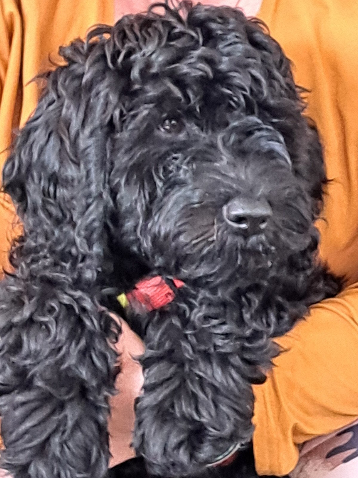 labradoodle pups medium nog 1 zwarte reu, Dieren en Toebehoren, Overige rassen, 8 tot 15 weken, Meerdere, Meerdere dieren