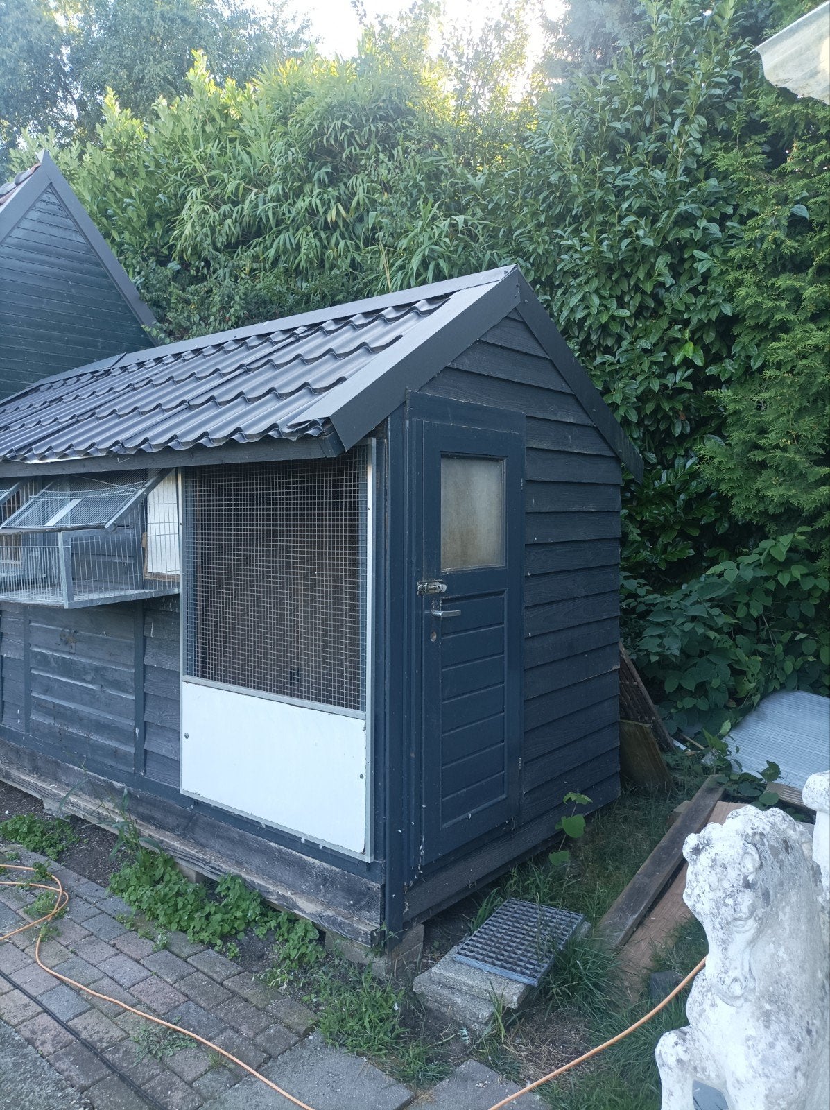 duivenhok te koop, Meerdere dieren, Postduif