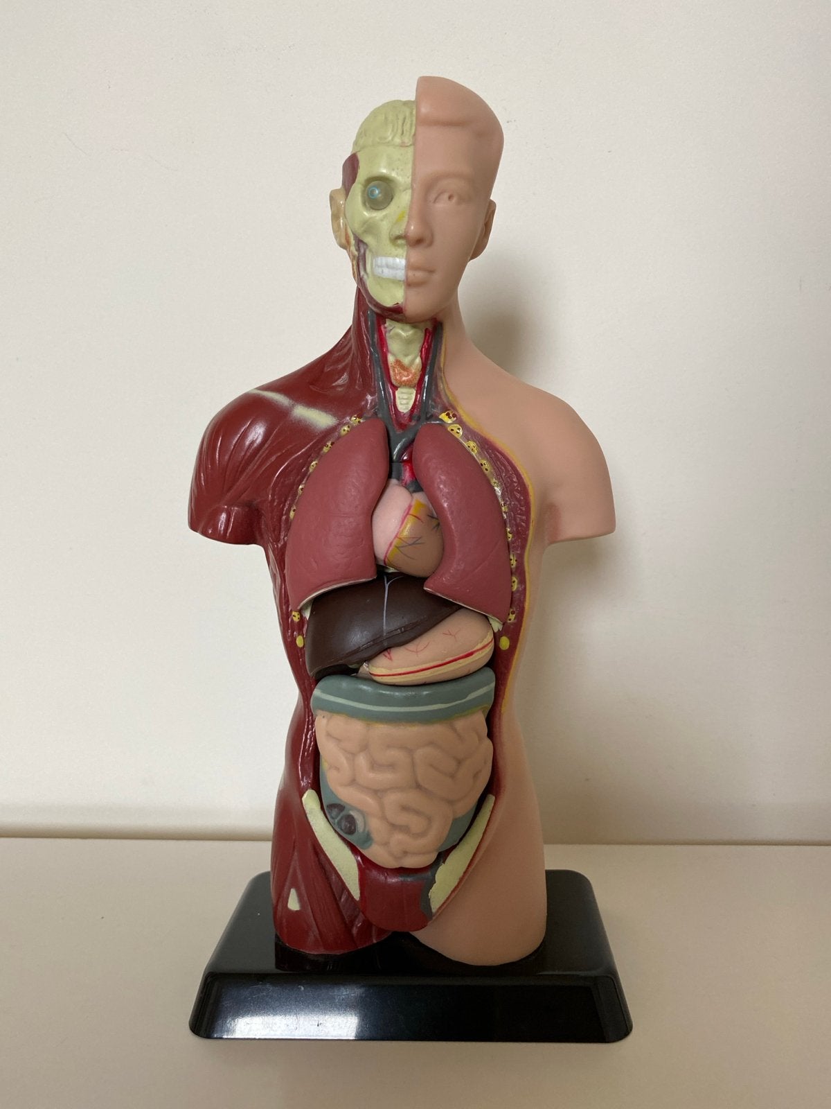 Edu-toys Menselijk Lichaam Model - Zo goed als nieuw, Ophalen of Verzenden, Zo goed als nieuw, Ontdekken