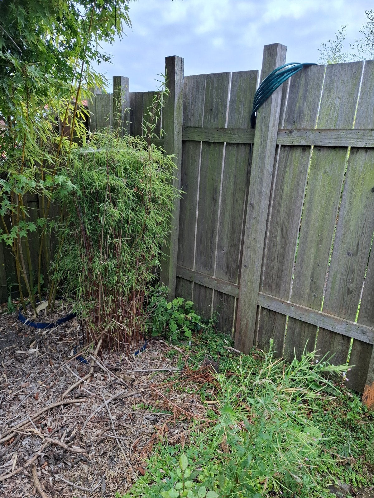 Bamboe planten - diverse maten beschikbaar, Vaste plant, Siergrassen, Ophalen of Verzenden, Bloeit niet