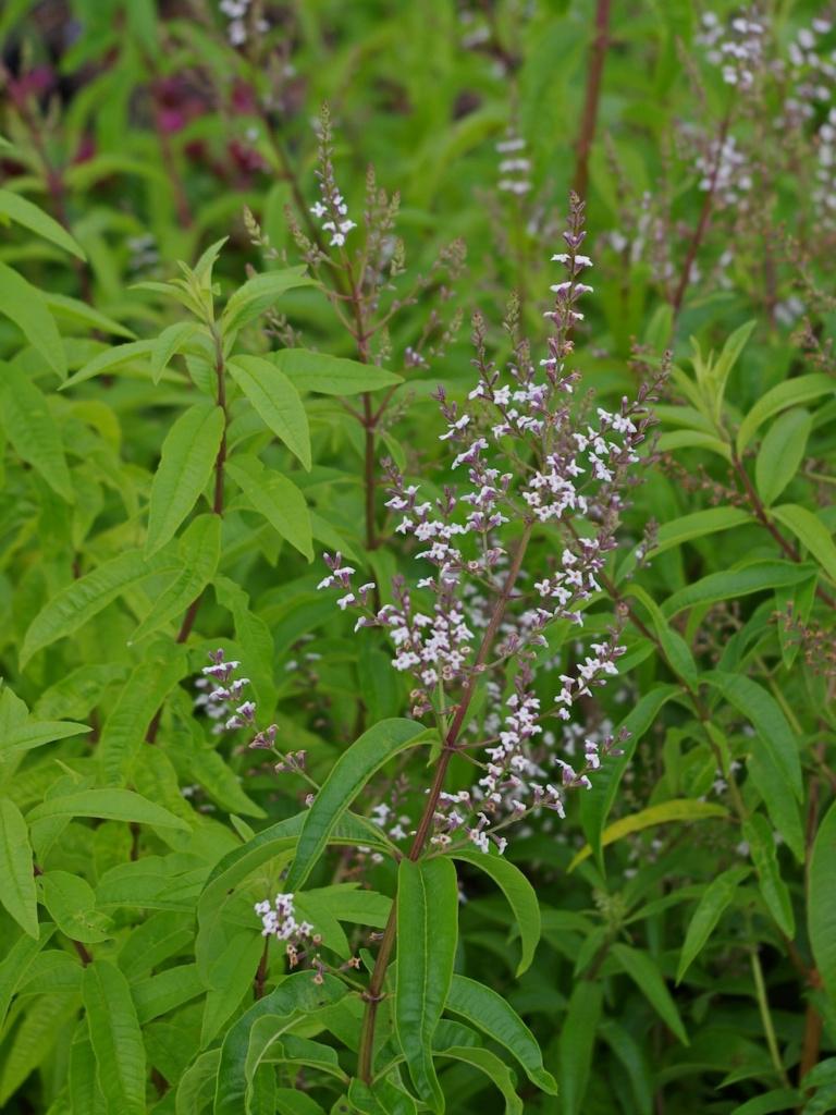 Thee plant CITROEN VERBENA - Aloysia citrodora, Tuin en Terras, Planten | Tuinplanten, Volle zon, Vaste plant, Ophalen of Verzenden