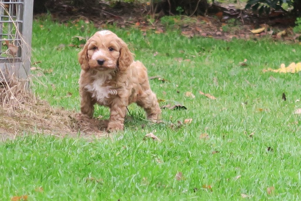 Prachtige Cockapoo pups ( Cocker Spaniel x Dwerg Poedel ), Nederland, CDV (hondenziekte), 8 tot 15 weken, Meerdere