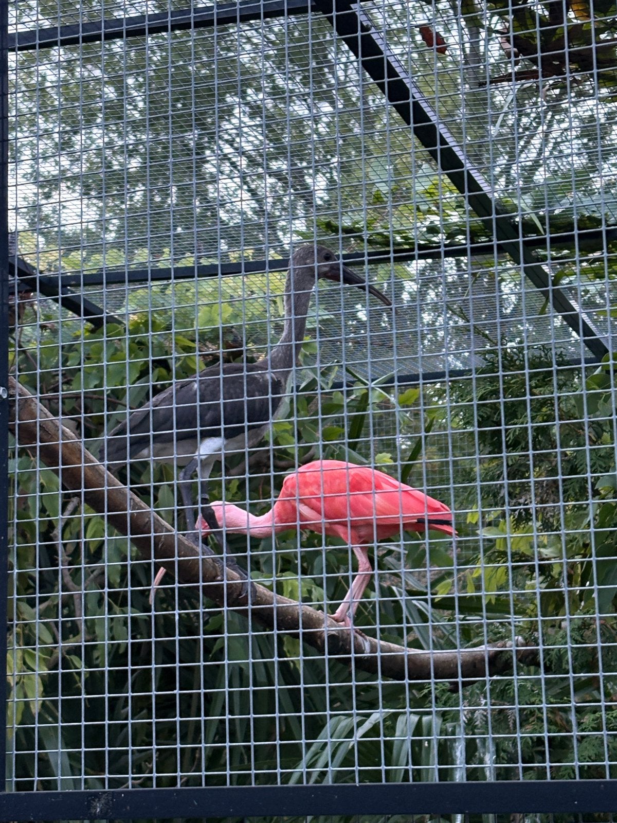 1-0 Rode Ibis ‘26, Mannelijk, Tropenvogel, Geringd