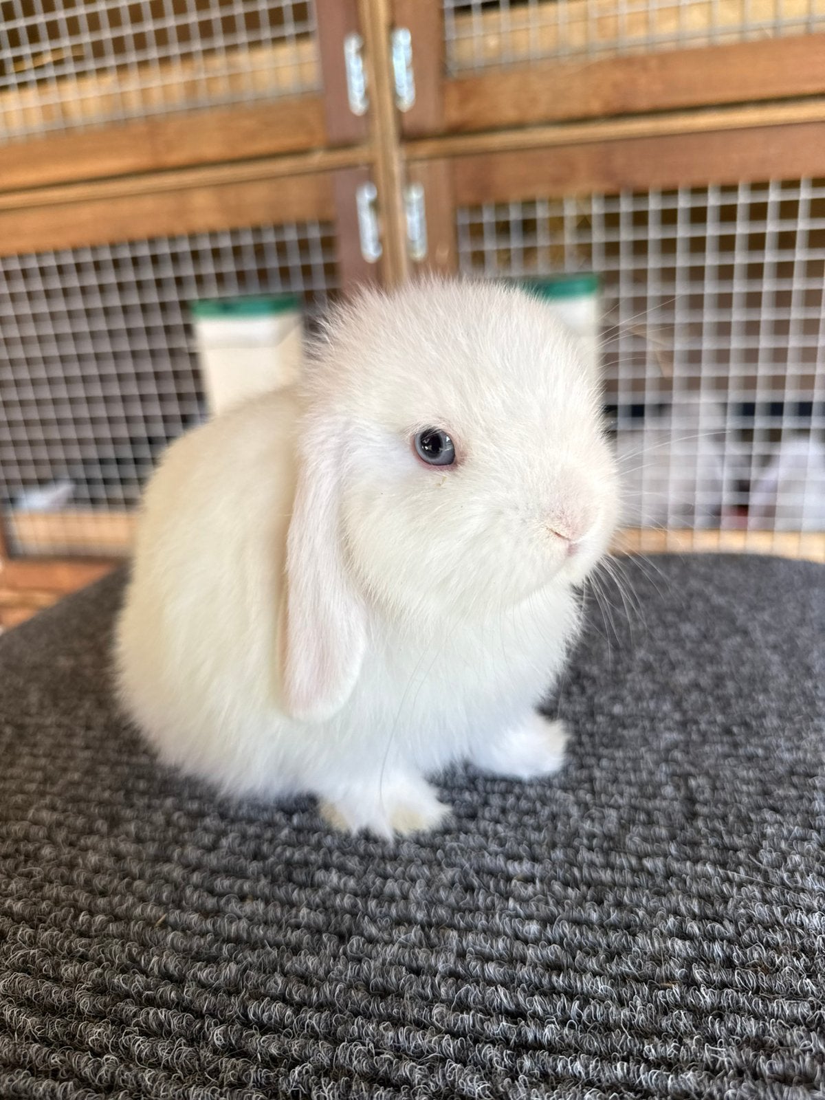 Lieve raszuivere minilop konijntjes, Dieren en Toebehoren, Meerdere dieren, Dwerg