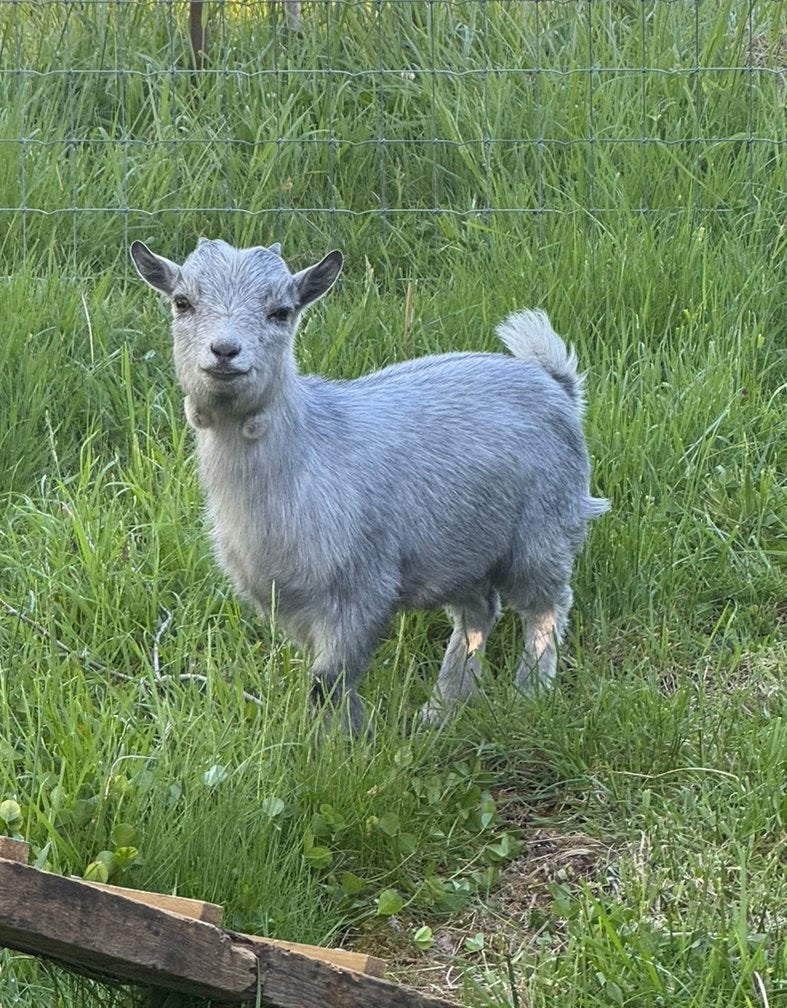 Gecastreerd bokje Sjef zoekt een nieuw huis, Dieren en Toebehoren, Mannelijk, Geit