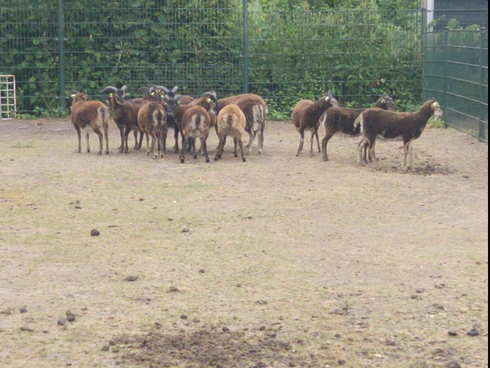 Mooi koppel Soay schapen lammeren, Meerdere dieren, Schaap, 0 tot 2 jaar