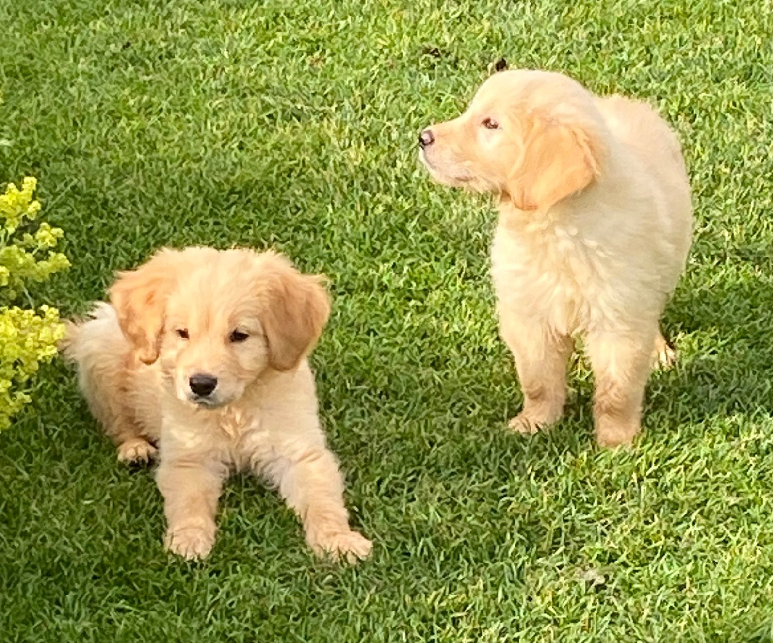 Supermooie GOLDEN RETRIEVER pups, Nederland, 8 tot 15 weken, Meerdere, Meerdere dieren