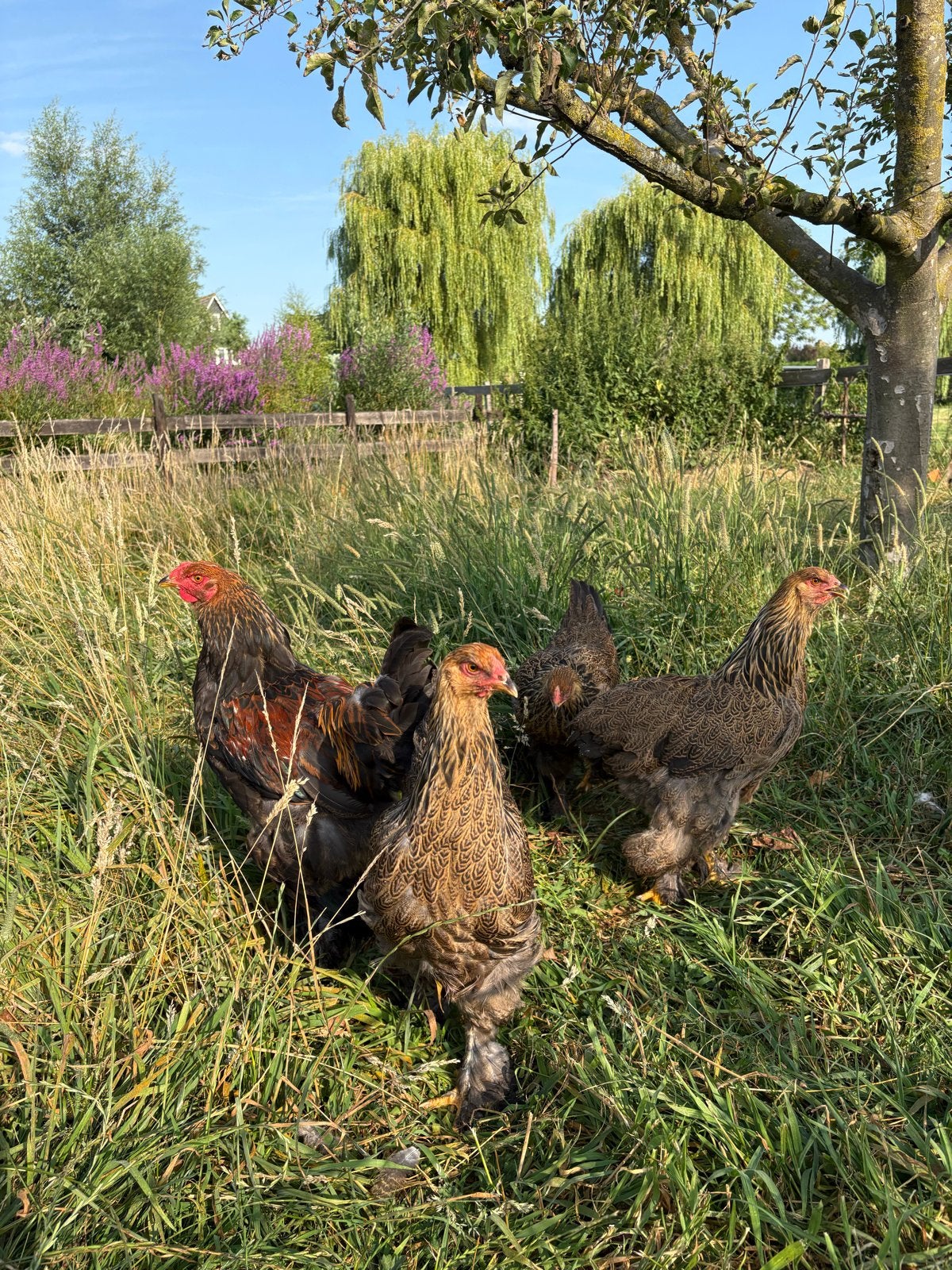 Jong koppel bramha kippen.meerzoner patrijs, Meerdere dieren, Kip