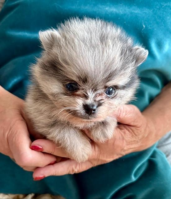 Pomeriaan puppy's, Overige rassen, 8 tot 15 weken, Parvo, Meerdere