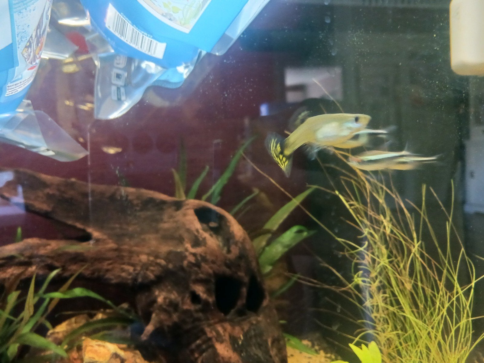 hoogvinkarpers/silver mollys, guppy's en platy's afhalen, Dieren en Toebehoren, Vis, Zoetwatervis