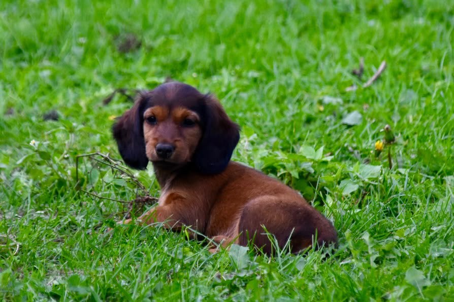 Langharige teckel pups, Standaard, 8 tot 15 weken, Langhaar, Meerdere