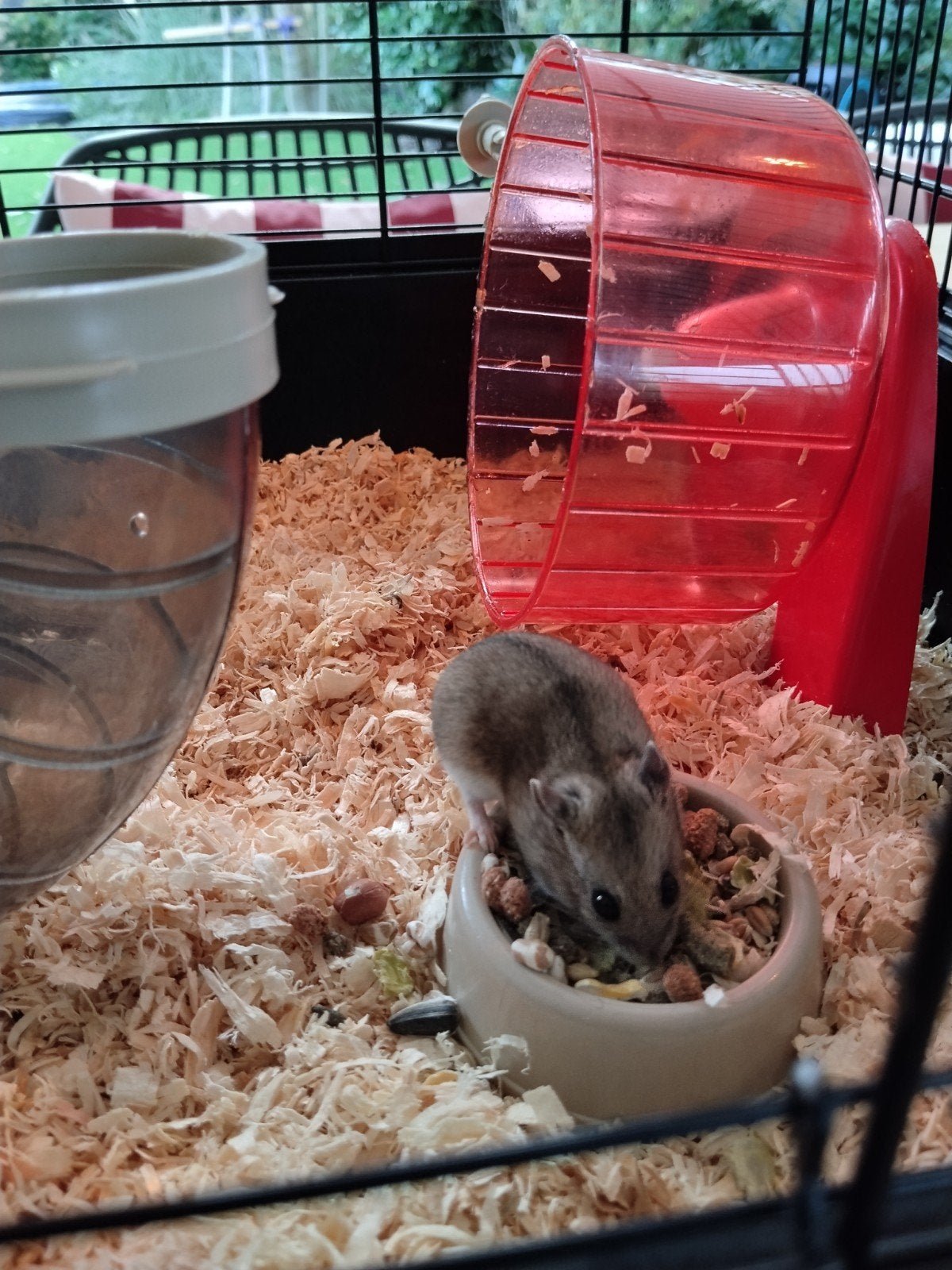 Chinese dwerg hamster met kooi, Dieren en Toebehoren, Hamster, Vrouwelijk, Mei, Tam