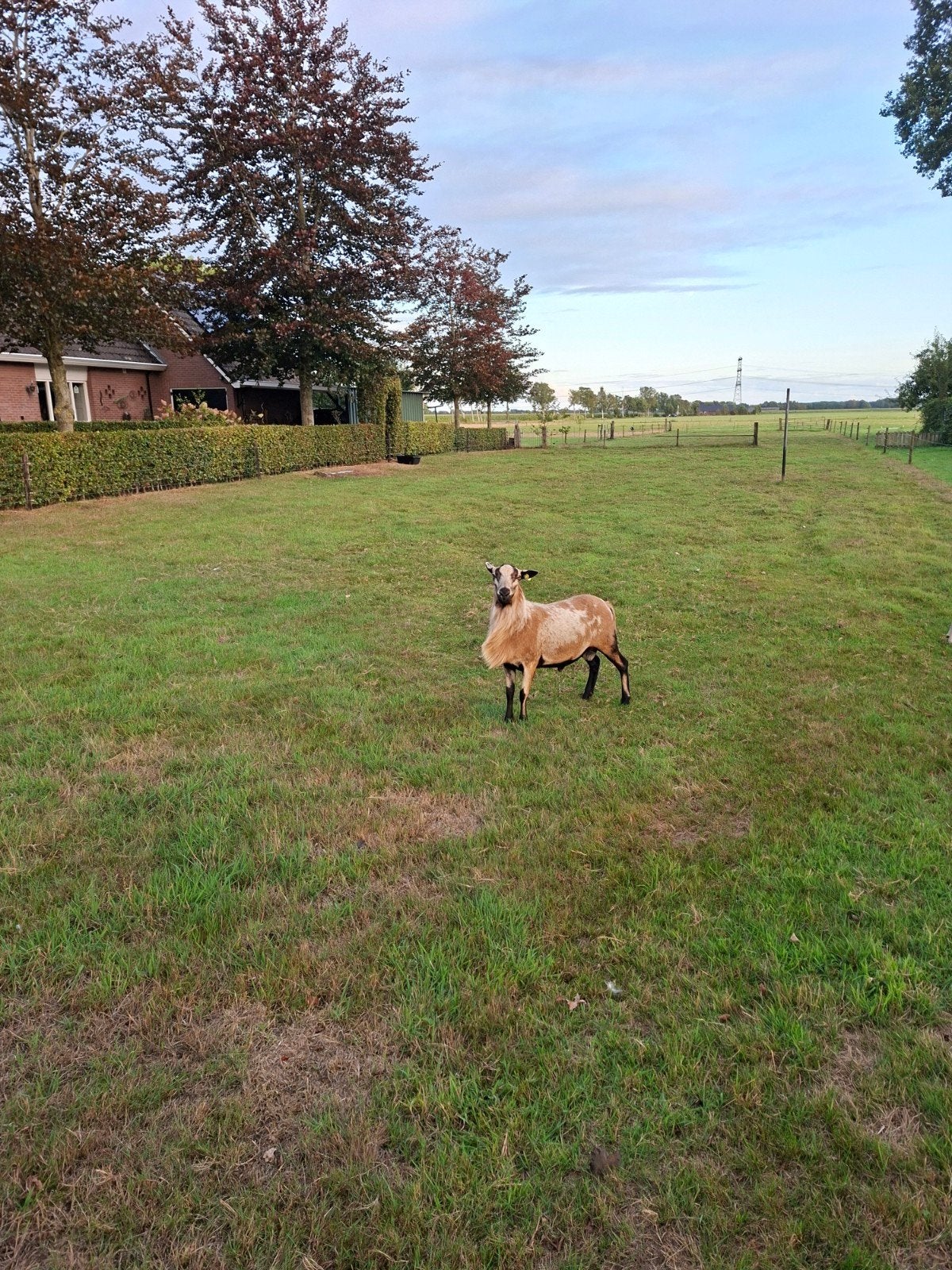 Mooie Maasduinen ram, Mannelijk, Schaap, 0 tot 2 jaar