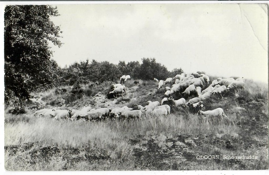 Odoorn - Schaapskudde, Verzenden, 1960 tot 1980, Ongelopen, Drenthe