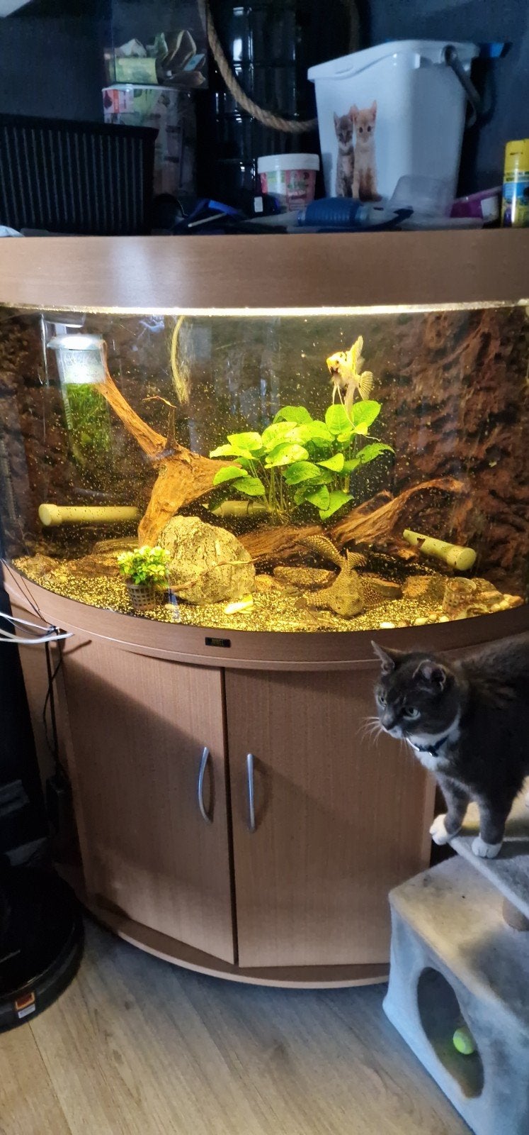 Vissen,algeneters,aquariums en toebehoren zsm weg, Ophalen, Gevuld zoetwateraquarium