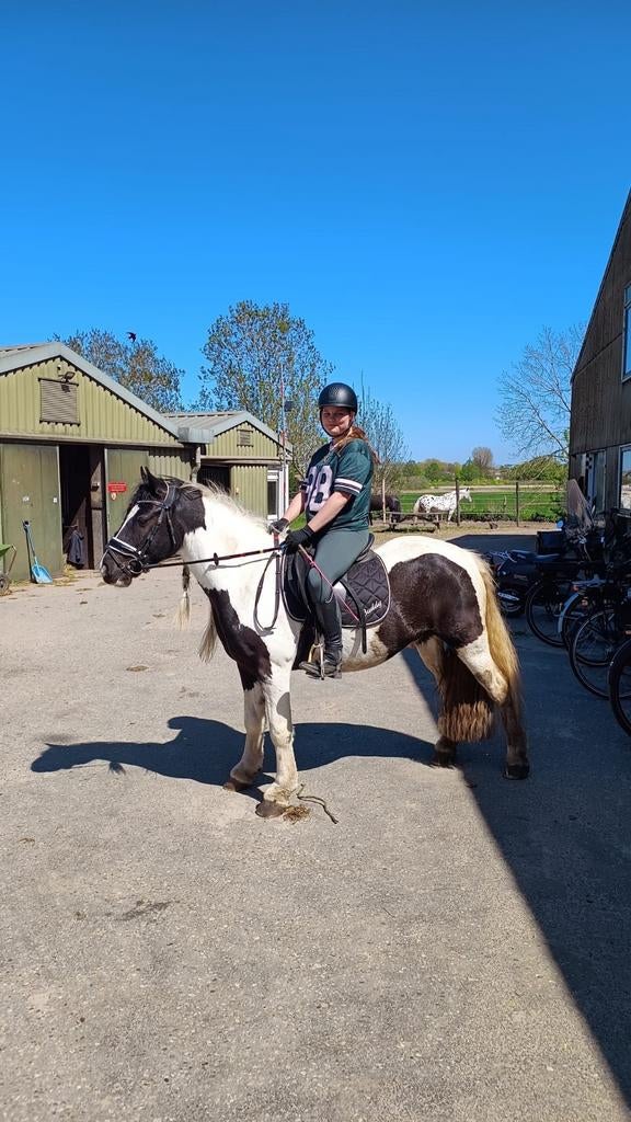 Betrouwbare bijrijder/verzorger aangeboden!, Dieren en Toebehoren, Ophalen of Verzenden, Nieuw