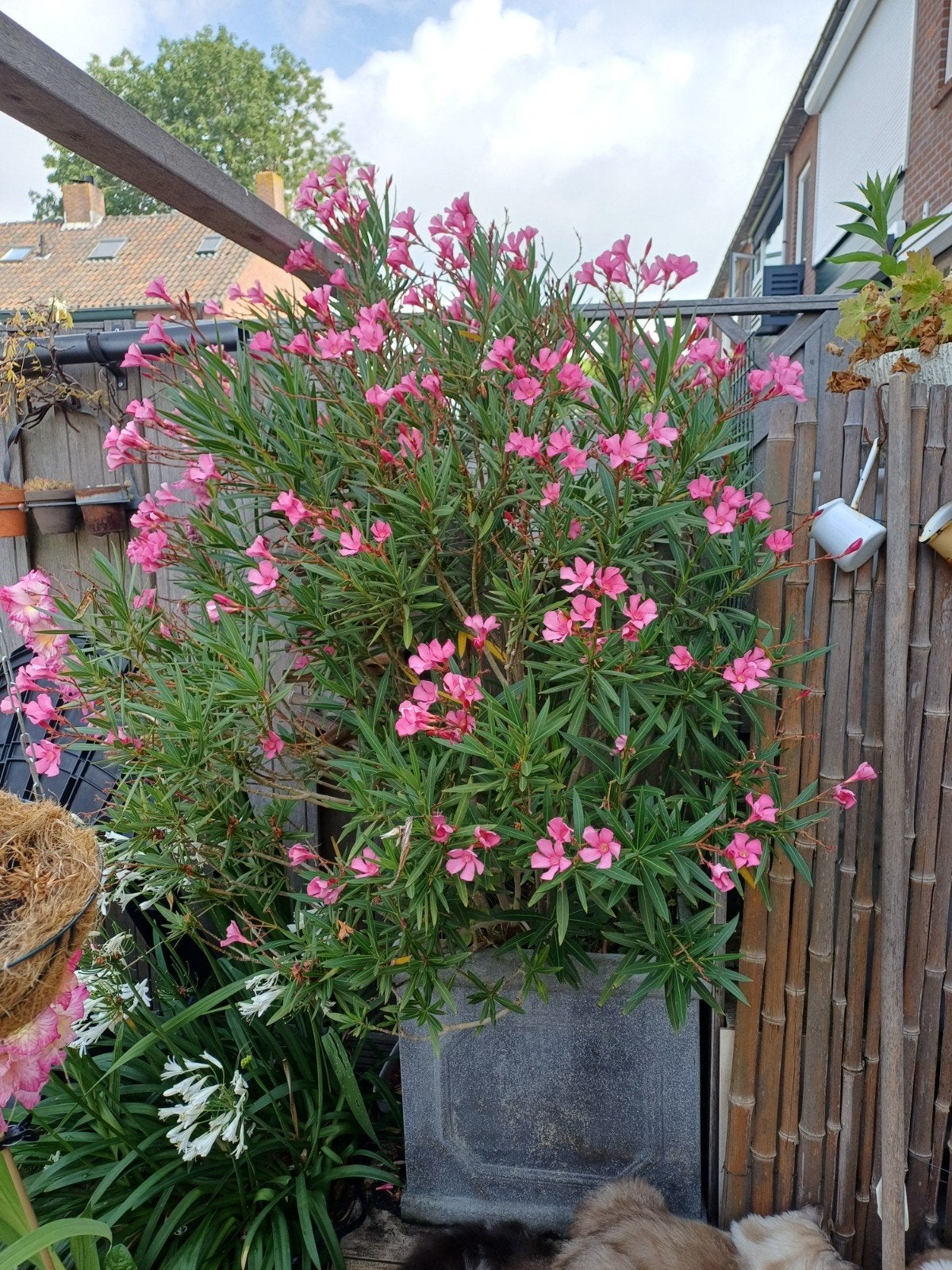 roze Orleander, Ophalen of Verzenden, Overige soorten, Volle zon