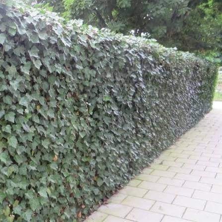 Mooie klimplant/ haagplant Hedera Hibernica (Klimop)!, Ophalen, Bloeit niet, Klimplanten, Halfschaduw
