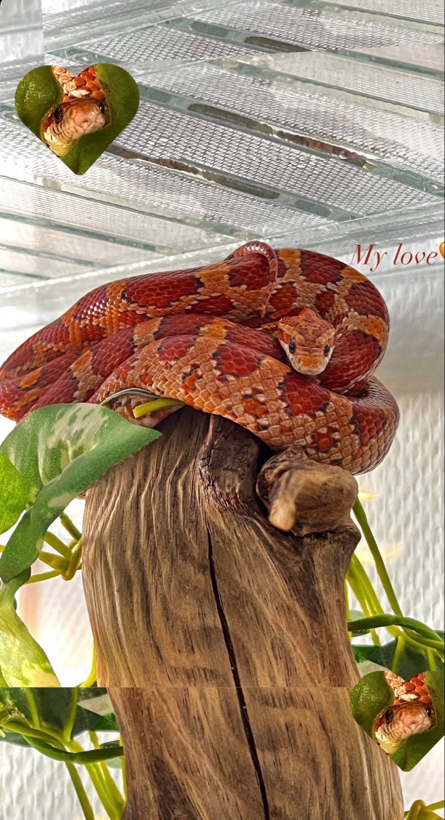 Slang + Terrarium en toebehoren, Slang, Met terrarium, 3 tot 6 jaar