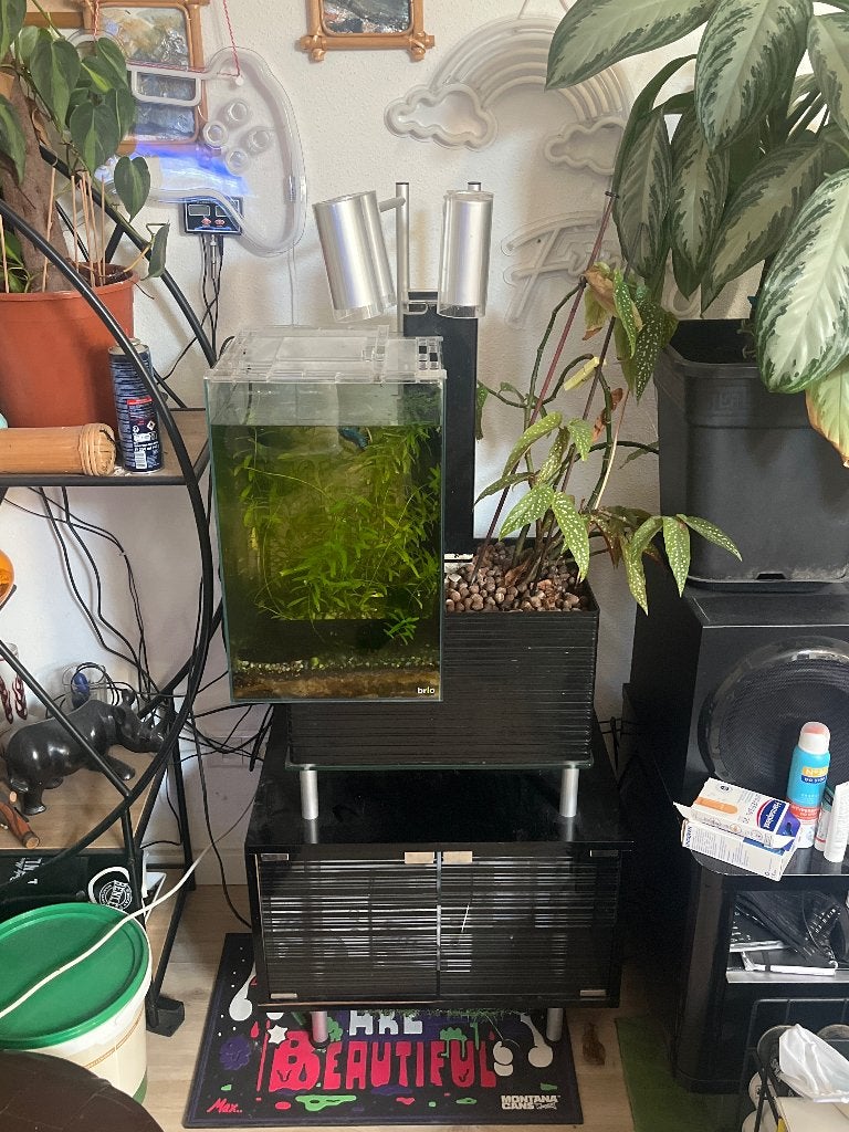Aquarium brio 35 met betta vis  Kempvis, Dieren en Toebehoren, Vis