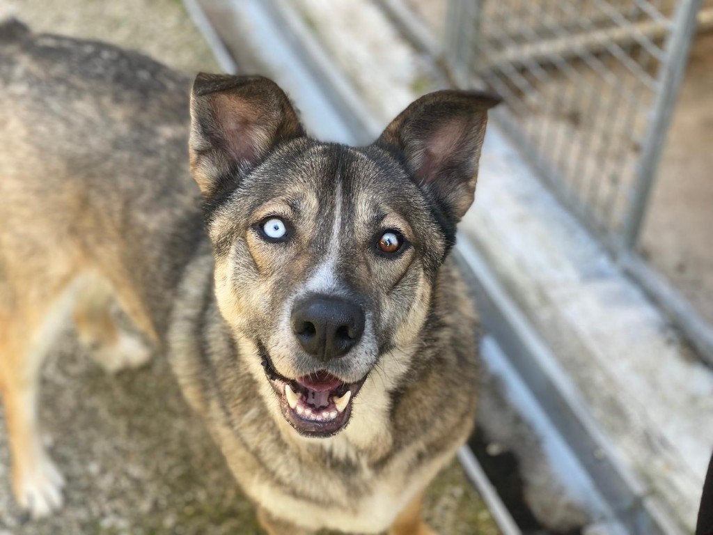 🐾 Fulltime knuffelmaatje gezocht! 🐾, Dieren en Toebehoren, Honden | Niet-rashonden, Reu, Buitenland, Eén hond, Fokker | Professioneel