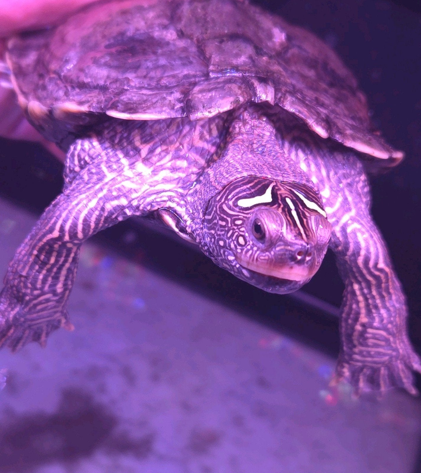 Zaagrug schildpad, Dieren en Toebehoren, Schildpad, 0 tot 2 jaar