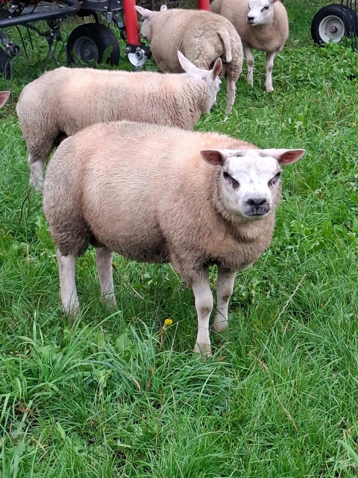 texelaar dekram te koop, Mannelijk, Schaap