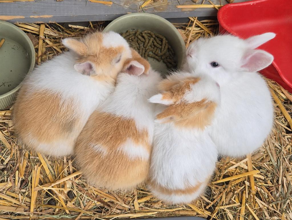 Jonge dwergkonijntjes, Meerdere dieren, Dwerg, 0 tot 2 jaar