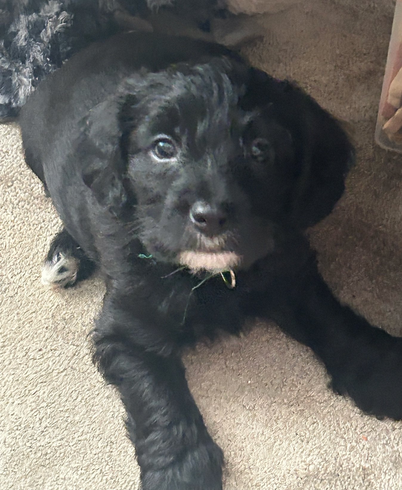 Pups mix poedel en yorkshire, 8 tot 15 weken, Meerdere, Nederland, Particulier