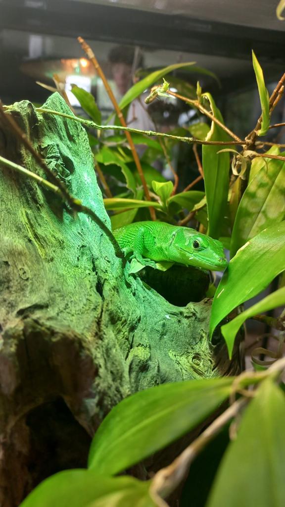 Gastropholis Prasina 0.1, Hagedis, 0 tot 2 jaar
