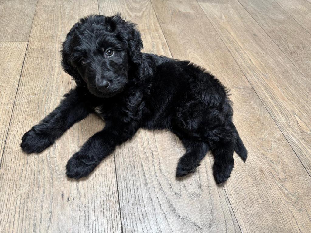 Bernedoodle, 2 teefjes en 2 reutjes, Dieren en Toebehoren, Honden | Niet-rashonden, Parvo, 8 tot 15 weken, Meerdere, Meerdere dieren