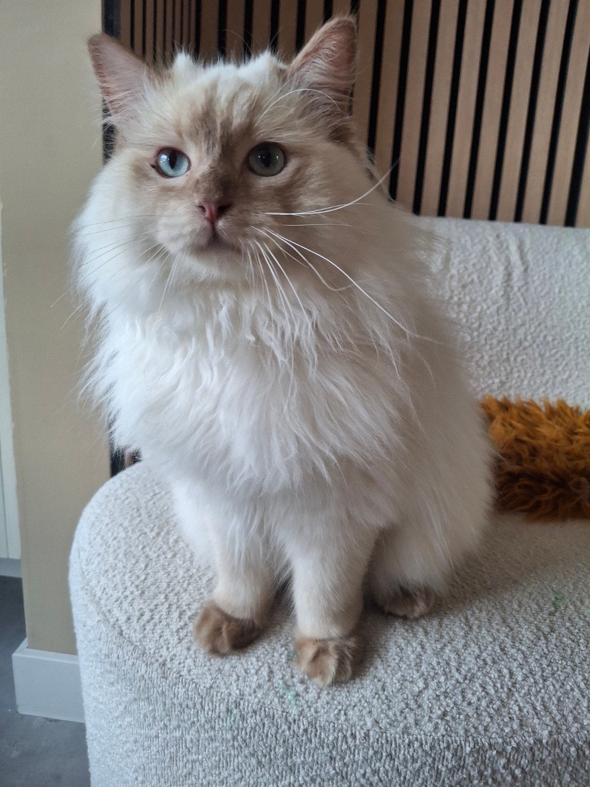 Cinnamon mink ragdoll dekkater volledig getest., Dieren en Toebehoren, Kater