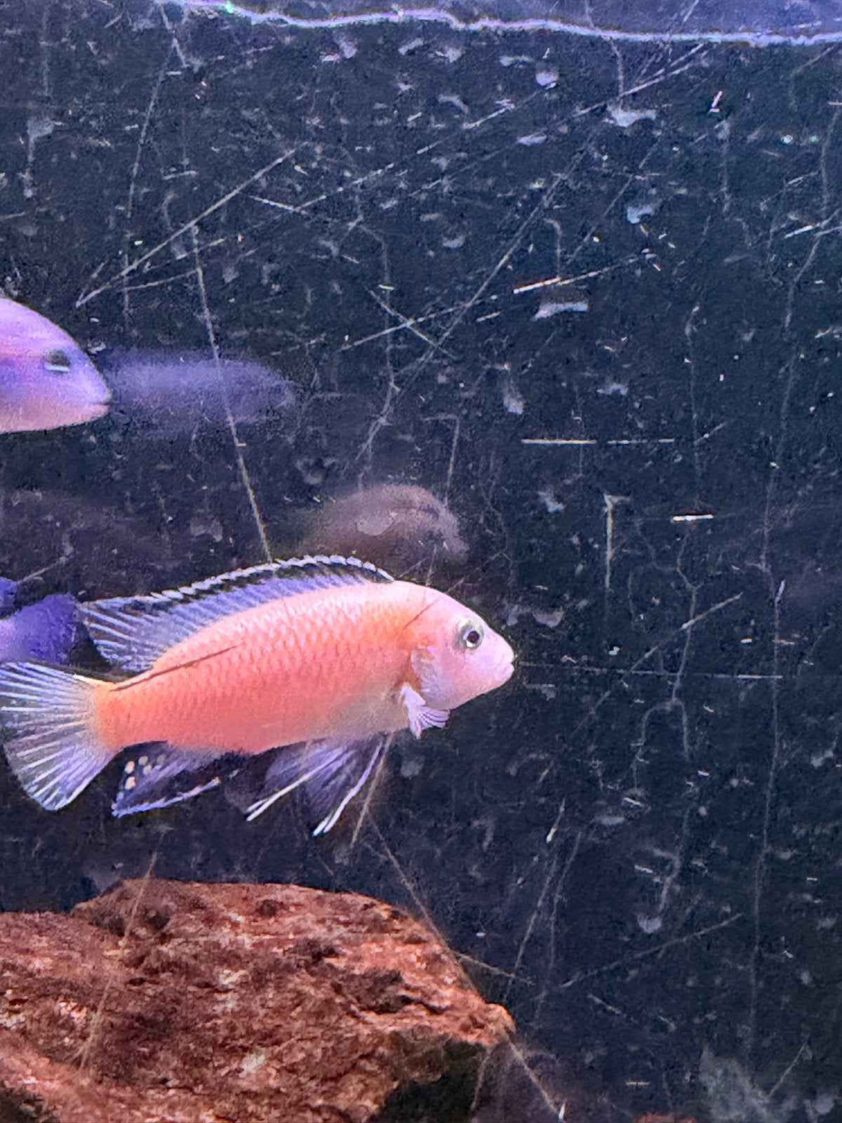 Pseudotropheus socolofi Malawi cichlide, Vis