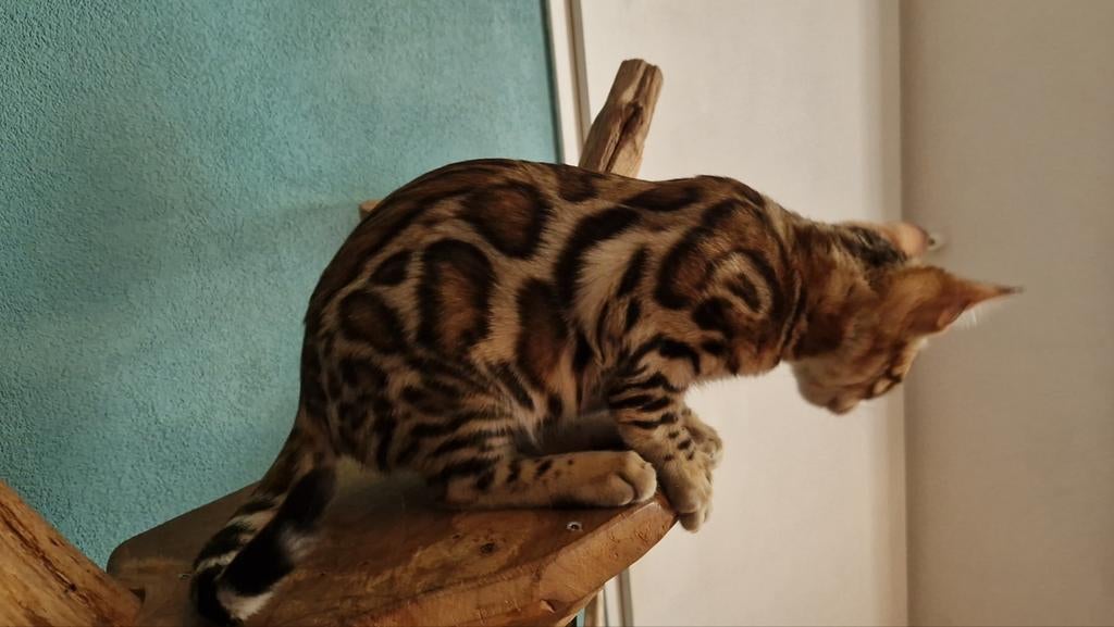 Bengaal Black Brown tabby rozetted katertjes stamboom, Dieren en Toebehoren, Katten en Kittens | Raskatten | Korthaar, Kater, Met stamboom