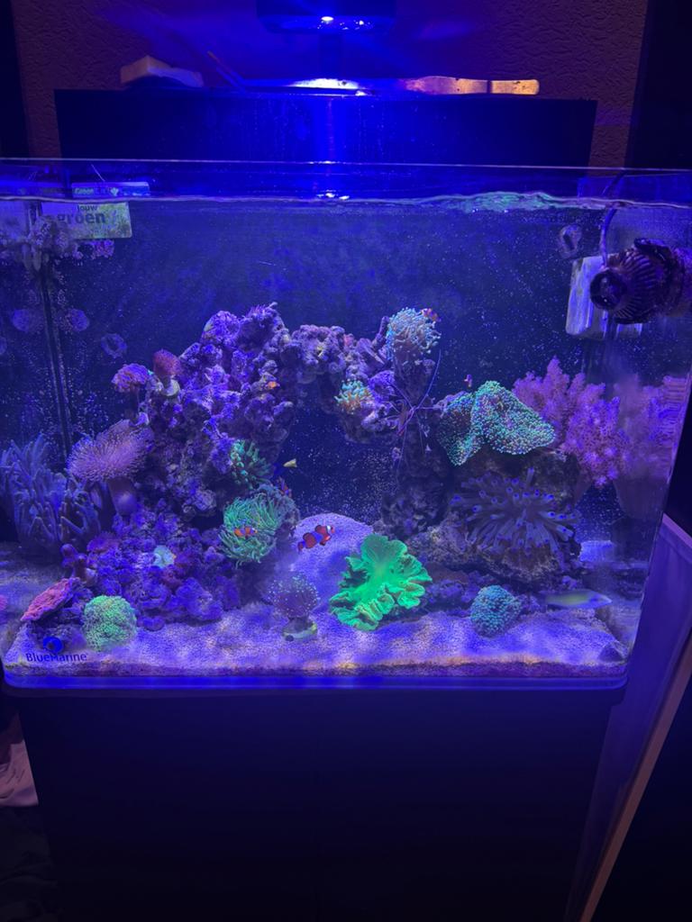 Te koop zoutwater aquarium, Ophalen, Gevuld zeewateraquarium, Zo goed als nieuw, Blue Marine