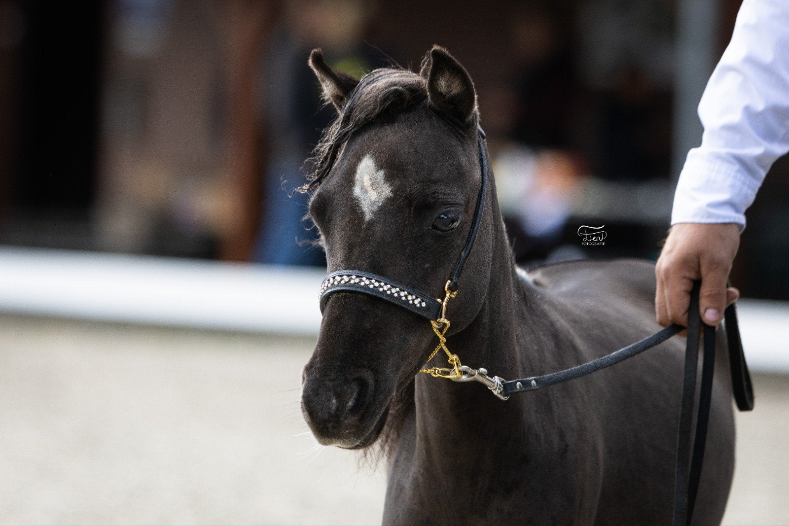 prachtige super kleine AMHA/NMPRS merrie, Dieren en Toebehoren, Pony's, Merrie, Met stamboom, 0 tot 2 jaar