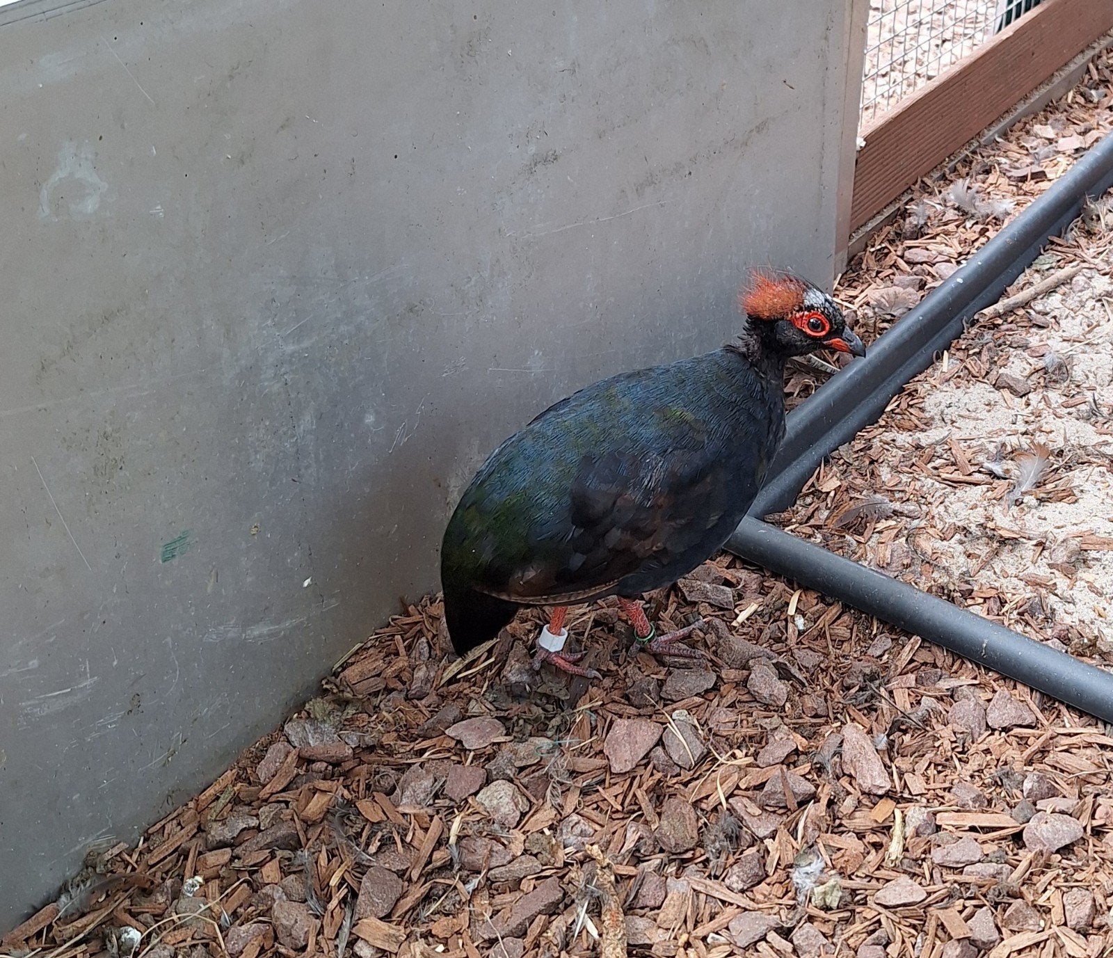 roul roul haantjes te koop, Dieren en Toebehoren, Mannelijk, Overige soorten