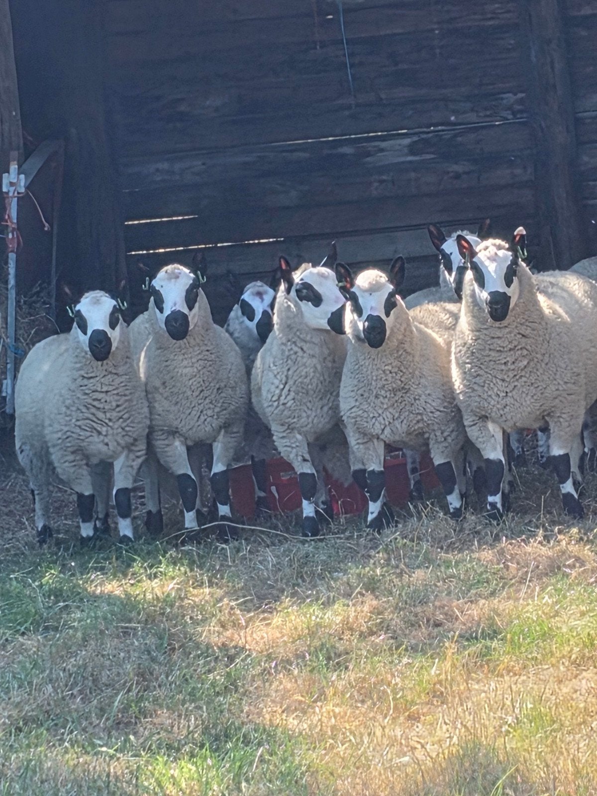 KERRYHILL ooilammeren en ramlammeren Natuurlijk Stamboek, Dieren en Toebehoren, Meerdere dieren, Schaap, 0 tot 2 jaar