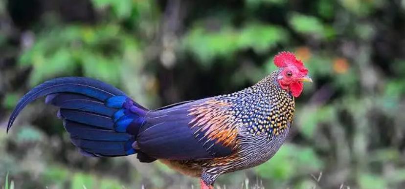 Broedeieren sonnerathoen, Dieren en Toebehoren, Geslacht onbekend, Kip