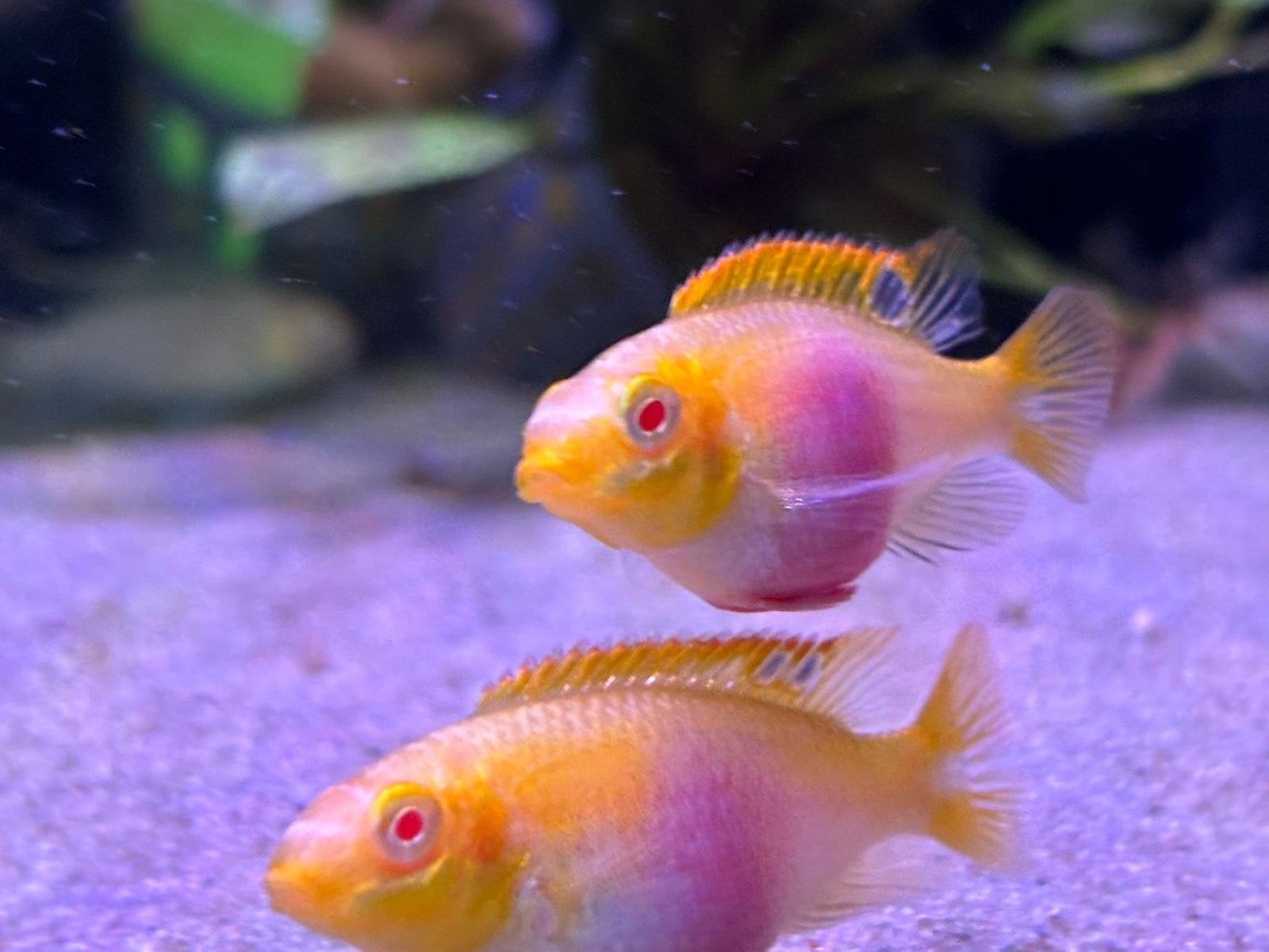 albino kersenbuiken cichlide, Vis, Zoetwatervis, Schoolvis
